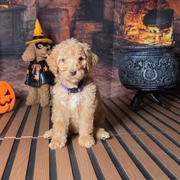 Purple girl - Caramel female Labradoodle puppy in El Paso, Texas from My Cuddly Doodles