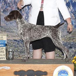 German Shorthaired Pointers and Vizslas from Woodbine Vizslas and German Shorthaired Pointers