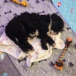 Grizz - Grizzle male Sheepadoodle puppy in Parker, Colorado from Jaqueline's Pups
