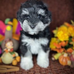 Rocky - Black and silver male Miniature Schnauzer puppy in Placerville, California from Rpuppies