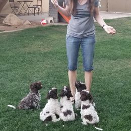 Lagotto Romagnolo Puppies from Crescendo Lagotto Romagnolos