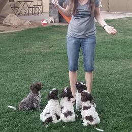 Lagotto Romagnolo Puppies from Crescendo Lagotto Romagnolos