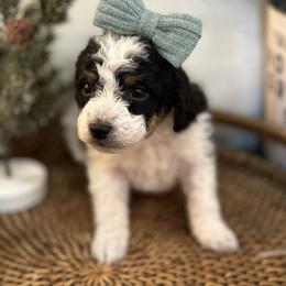 Bernedoodle Puppies from Little Diamond Doodles