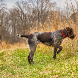 Wirehaired Pointing Griffon Puppies from Saint Barbara's Wirehaired Pointing Griffons