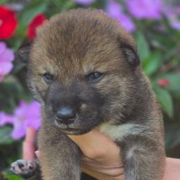 Boy 2 - Sesame male Shikoku Ken puppy in Harrisburg, Pennsylvania from Yume Shikoku Ken