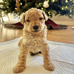 Male 3 - Cream male Goldendoodle puppy in Brooksville, Florida from Kruger Doodles