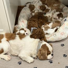 Cavalier King Charles Spaniel and Cavapoo Puppies from Waggin Tails