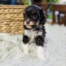 Bailey - male Havapoo puppy in Natural Bridge, Virginia from Rockbridge Puppies
