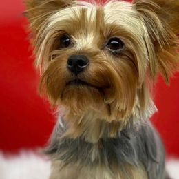 Jewel - Yorkshire Terrier