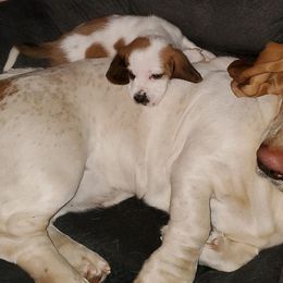 Basset Hounds from T&V Howlin Hounds and Corgis