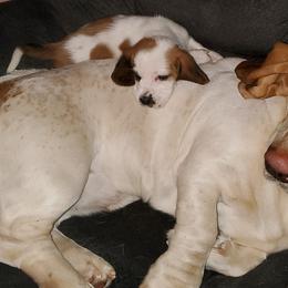 Basset Hounds from T&V Howlin Hounds and Corgis