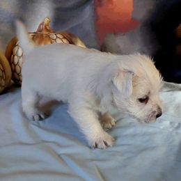 West Highland White Terrier Puppies from Pleasant Prairie Farms