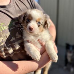Rocko - Red merle male Australian Shepherd puppy in Odessa, Texas from Yucca Blossom Pups