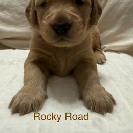 Pick 2 Boy - Dark golden male Golden Retriever puppy in Huntington Beach, California from Beach Cities Golden Retrievers