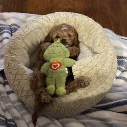 Cavapoo and Shihpoo Puppies from Haus of Doodles