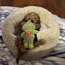 Cavapoo and Shihpoo Puppies from Haus of Doodles