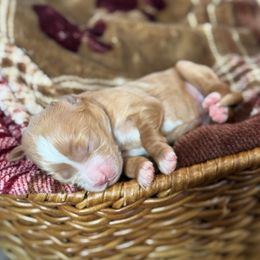 Hope - Red  female Goldendoodle puppy in Wharton, Texas from Little Fur Friends