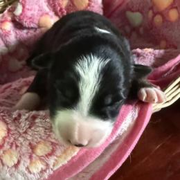 Perrie - Black and white female Border Collie puppy in Salem, Indiana from Hidden Creek