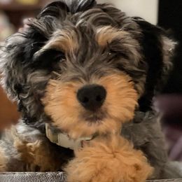 Bernedoodles from Journey Doodles