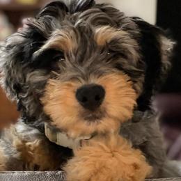Bernedoodles from Journey Doodles