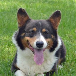 Tank - Pembroke Welsh Corgi
