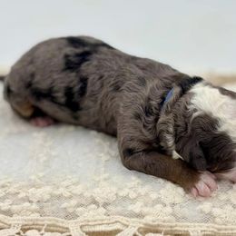 Amore - Bernedoodle puppy from Miranda’s Sunshine Poodles and Doodles