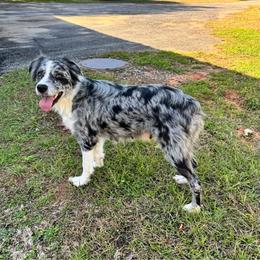 Peridot - Blue merle female Australian Shepherd puppy in Charlotte, North Carolina from Awesome Aussies