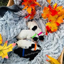 Poodle puppies from QaeQaePups LLC