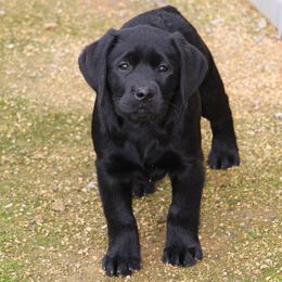 Labrador Retrievers and Sussex Spaniels from Marstad