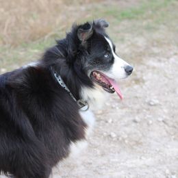 Peppa - Australian Shepherd