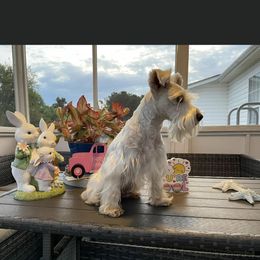 Miniature Schnauzers from Leon’s Schnauzers