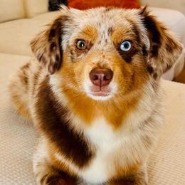 Salsa - Toy Australian Shepherd