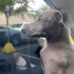Daino (Dyno) - Fawn female Italian Greyhound puppy in Brooksville, Florida from Fisher Link