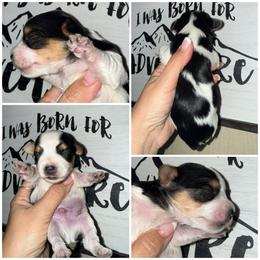 Willow - Parti male Yorkshire Terrier puppy in Dalton, Georgia from Southern Charm Precious Paws