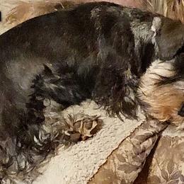 Ash - Miniature Schnauzer