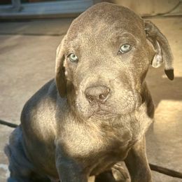 Oak tree - Gray brindle female Cane Corso puppy in Elk Grove, California from DiamondBabyCorso