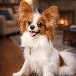 Winnie - Papillon