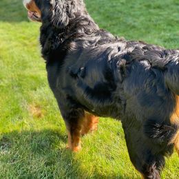Bernese Mountain Dog All Grown Up from Lost coast bernese mountain dogs bernedoodles and standard poodles