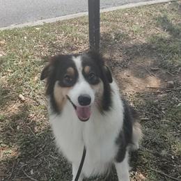 Australian Shepherd puppies from Echolight Australian Shepherds