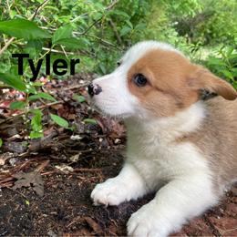 Tyler - Red male Pembroke Welsh Corgi puppy in Apison, Tennessee from Ashmore Corgis