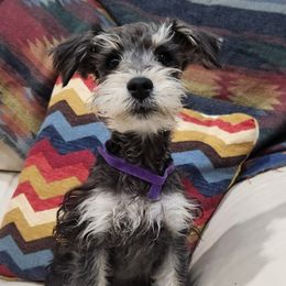 Miniature Schnauzers and Schnoodles from KK Schnauzers