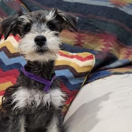 Miniature Schnauzers and Schnoodles from KK Schnauzers