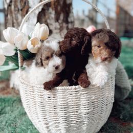 Poodle puppies from Dutton’s Doodles