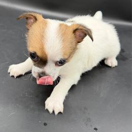 Evee - Black sabled fawn female Chihuahua puppy in Palmyra, Indiana from Country Star Chihuahuas