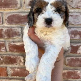 Cavapoo, Cockapoo, Goldendoodle, and Poodle Puppies from Lipscomb Doodles