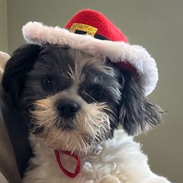 Everett - Shih Tzu