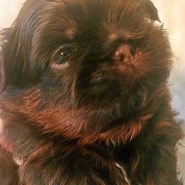 Shih Tzu Puppies from Shih Tzu Cottage