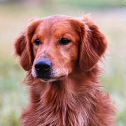 Golden Retrievers from KW Golden Retrievers