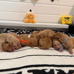 Back to school themed litter - Golden male Golden Retriever puppy in Belton, South Carolina from McAbee’s Golden Retrievers