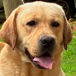 Jules - Labrador Retriever